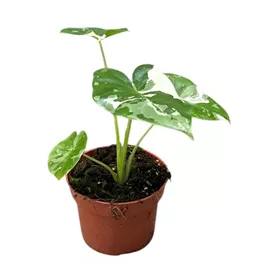 Alocasia macrorrhiza variegata