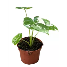 Alocasia macrorrhiza variegata