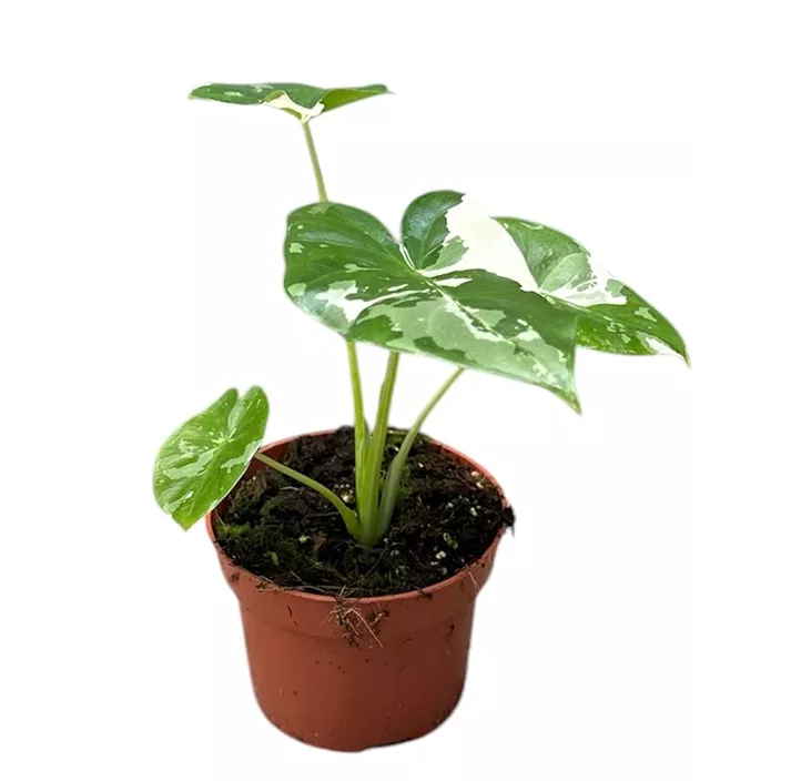 Elefantenohr variegata