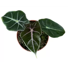 Alocasia Suhirmaniana Purple