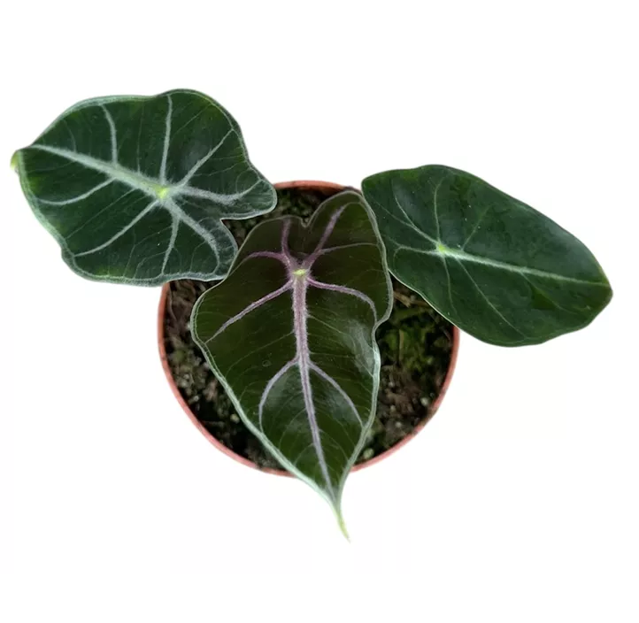 Alocasia Suhirmaniana Purple