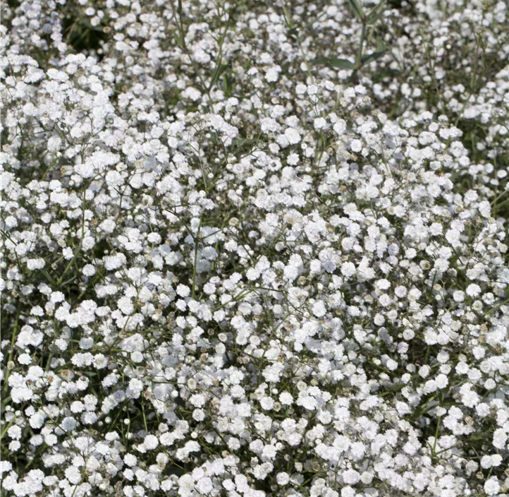 Stauden Aktion Sommer