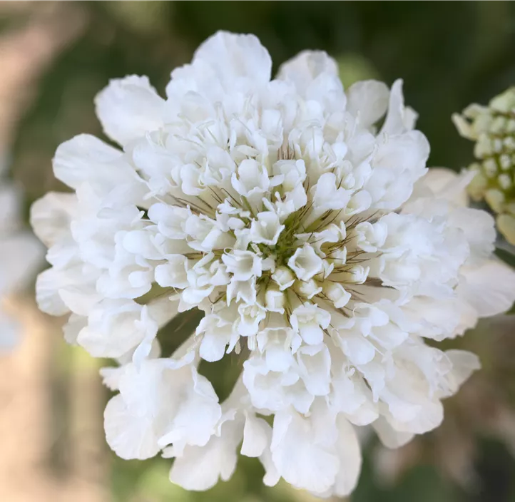 Stauden Aktion Sommer