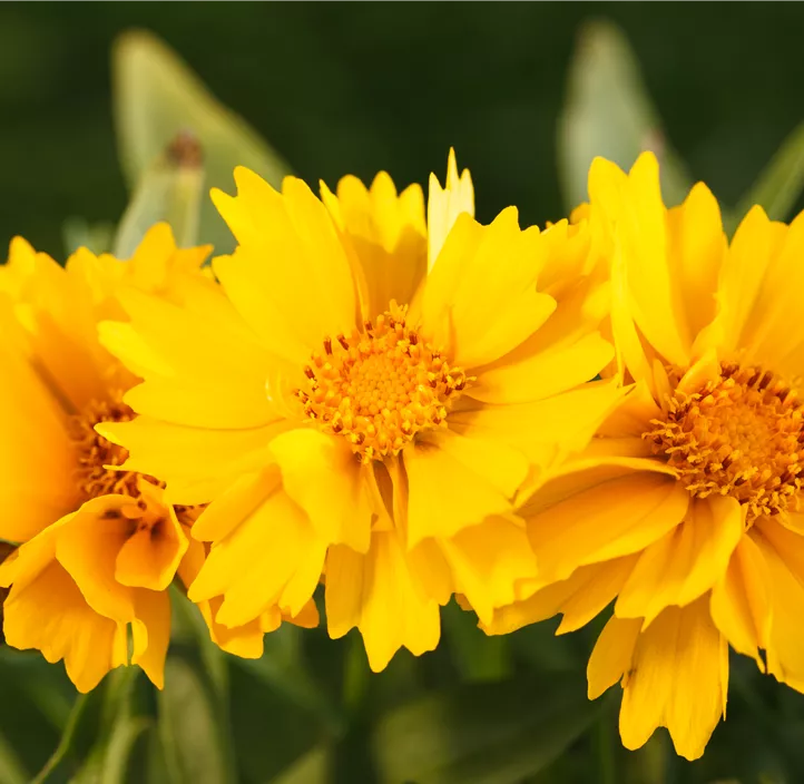 Stauden Aktion Sommer