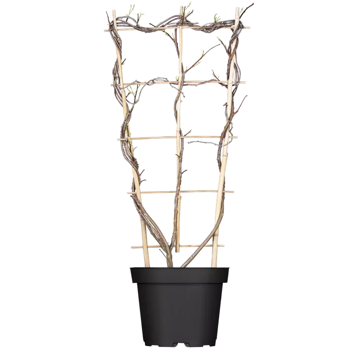 Amerikanischer Blauregen 'Amethyst Falls'®