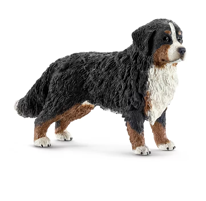 Berner Sennenhündin