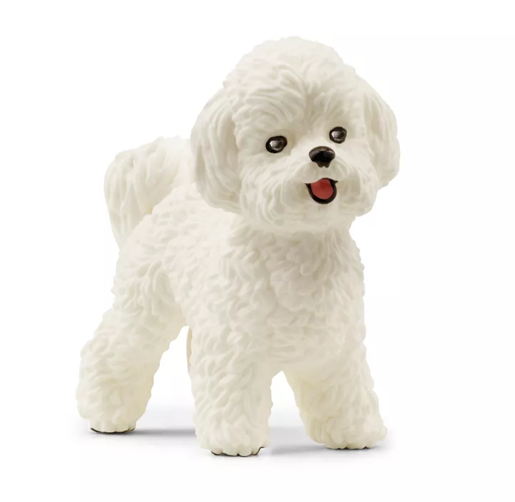 Bichon Frisé