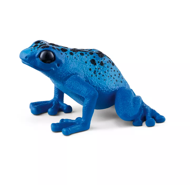 Blauer Pfeilgiftfrosch