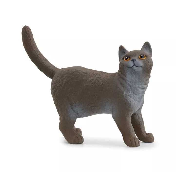 Britische Kurzhaar Katze