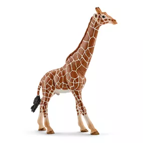Giraffenbulle
