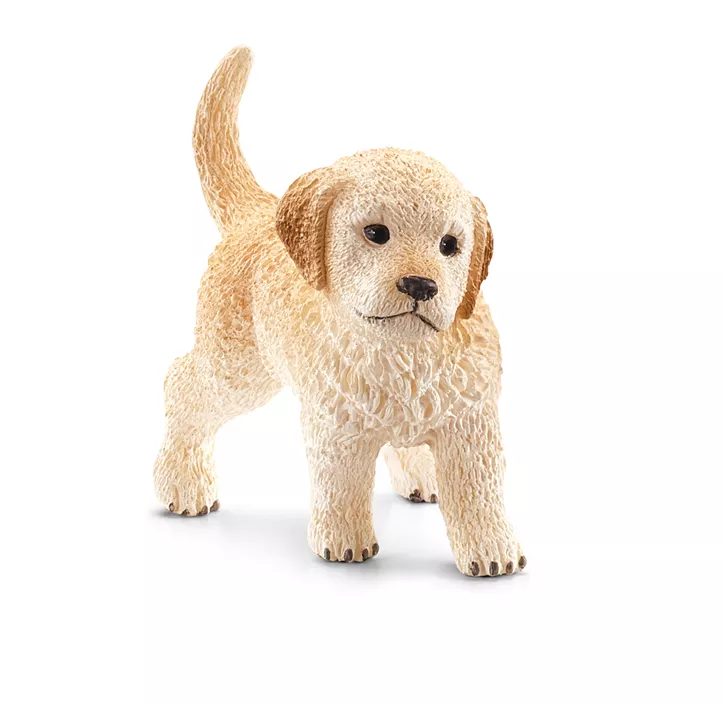 Golden Retriever Welpe