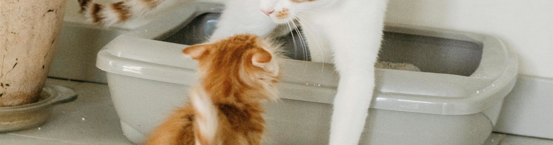 Katzentoilette, Katzenklo pexels-nadiye-odabasi-3668408-13705506-0-2560-4000-2250