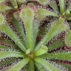 Drosera Mix