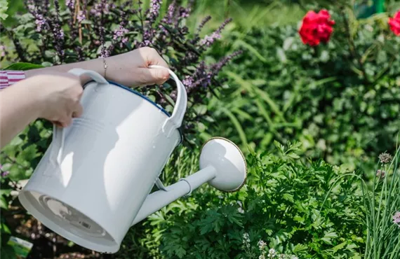 hände und gießkanne am gießen