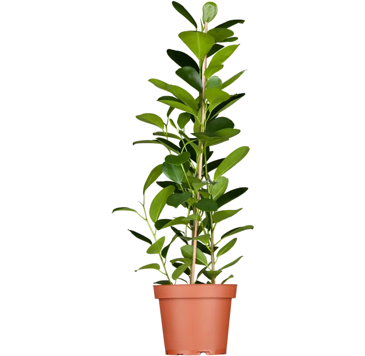 Chinesische Feige 'Moclame'