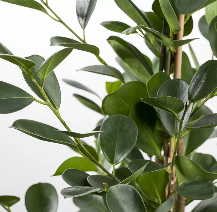 Chinesische Feige 'Moclame'