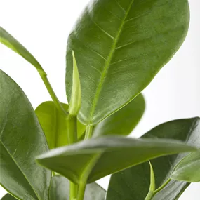 Ficus microcarpa Moclame