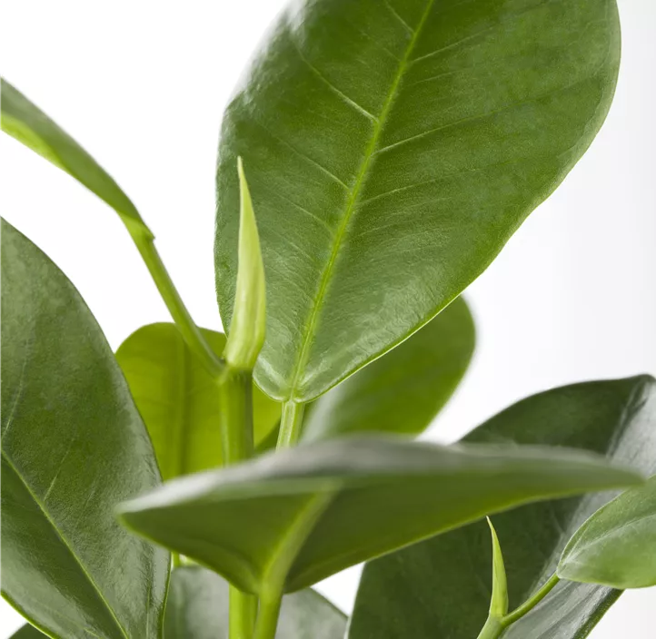 Chinesische Feige 'Moclame'