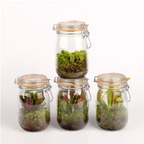 Fleischfresser im Glas