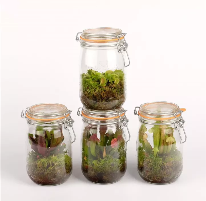 Fleischfresser im Glas