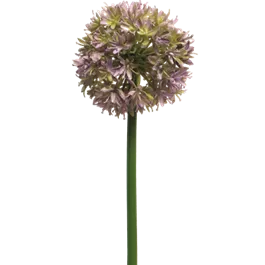 Allium Natasja