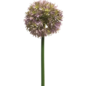 Allium Natasja