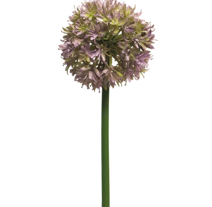 Allium Natasja