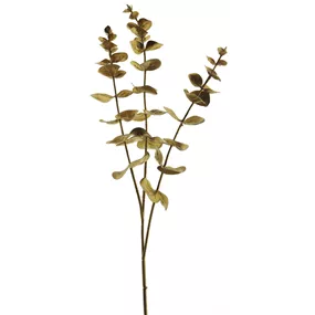 Eucalyptus Zweig