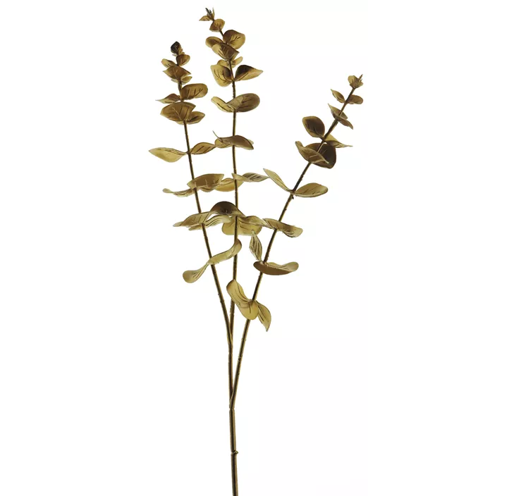Eucalyptus Zweig