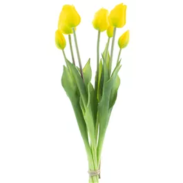 Tulpenbund 'Sally', 7 Stück