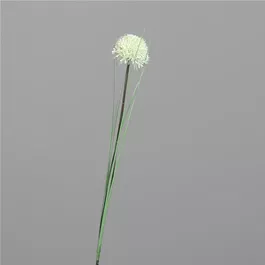 Allium mit Gras