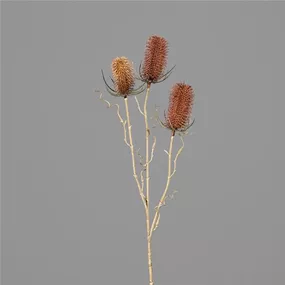 Distel mit drei Fruchtständen