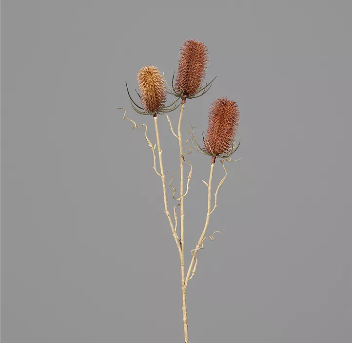 Distel mit drei Fruchtständen