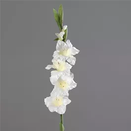 Gladiole