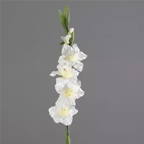 Gladiole