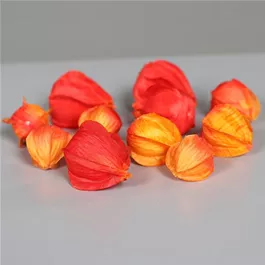 Physalis 12 Stk/Pkg