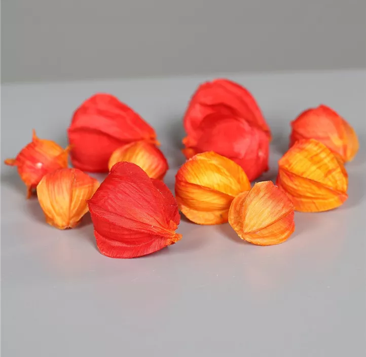 Physalis 12 Stk/Pkg