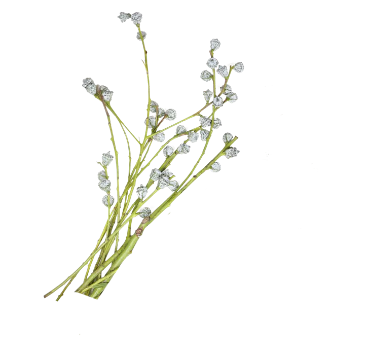 Eukalyptus Bund, 59 cm