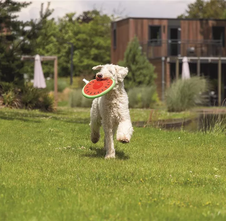 Hundespielzeug Melon Spikie