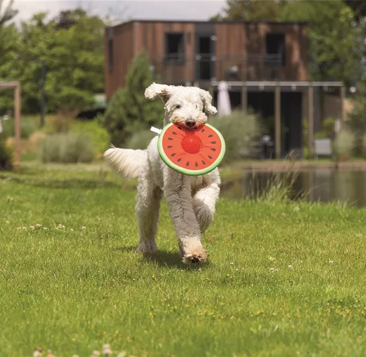 Hundespielzeug Melon Spikie