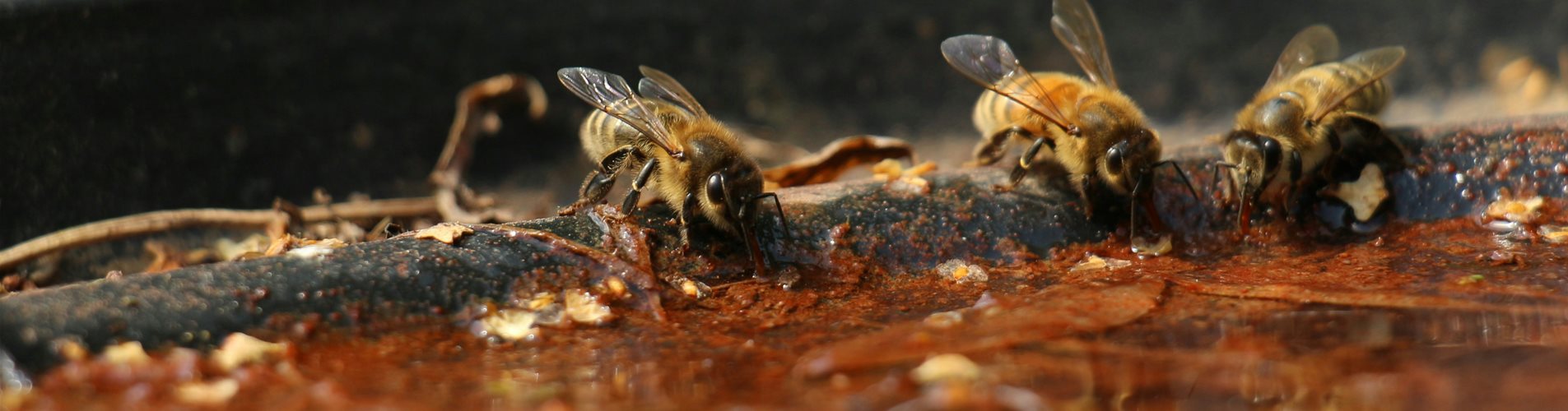 bienentränke bienentränke