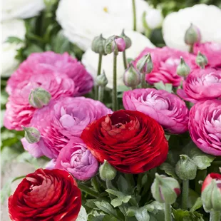 Ranunculus asiaticus