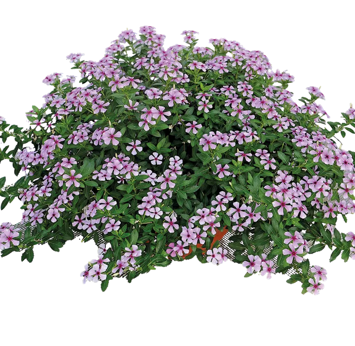 Rosafarbene Catharanthe