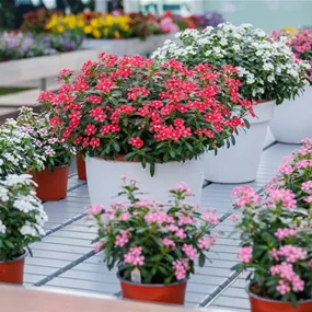 Catharanthus roseus Soiree