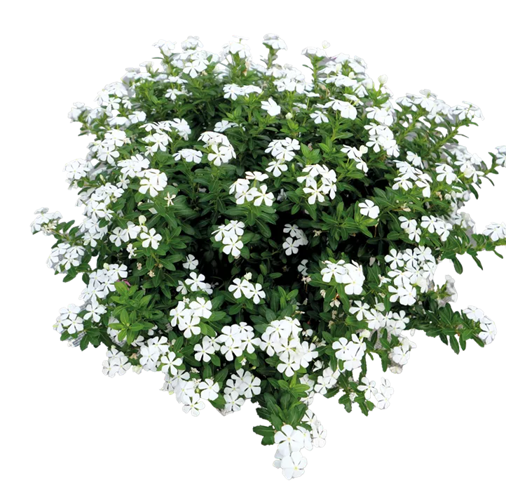 Rosafarbene Catharanthe