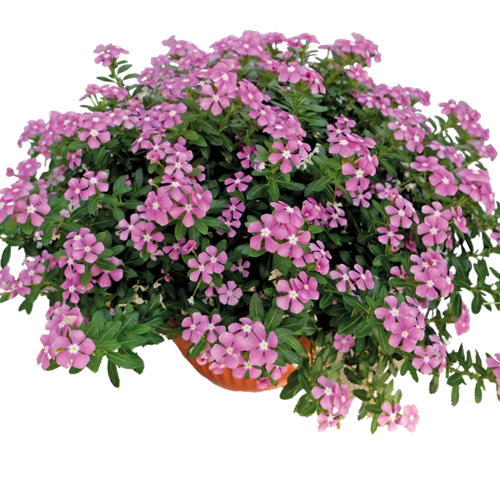 Rosafarbene Catharanthe