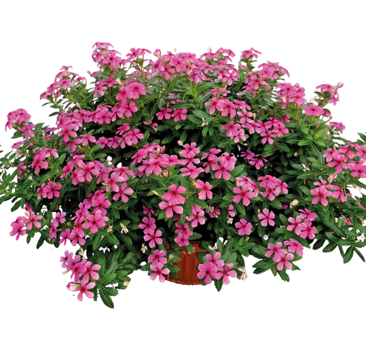 Rosafarbene Catharanthe