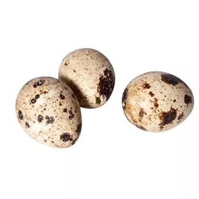 Wachteleier 12er Box