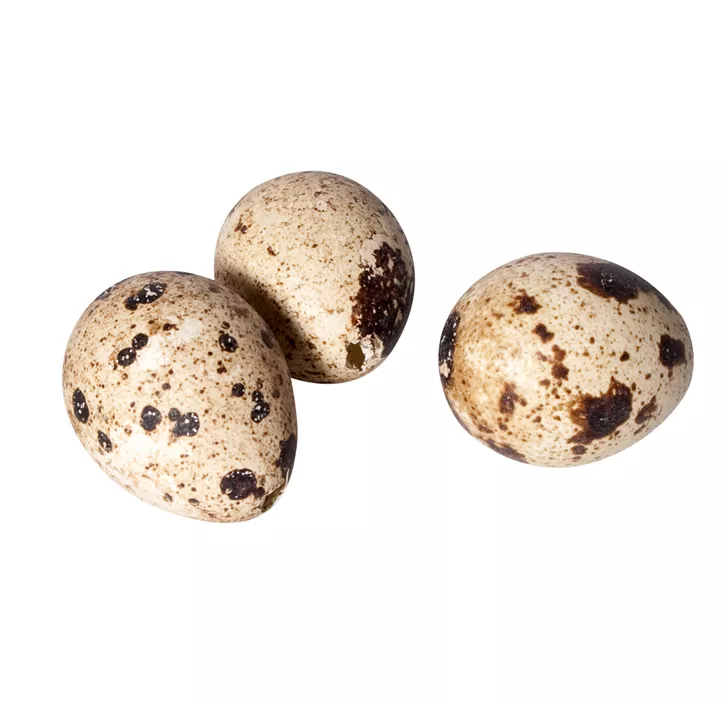 Wachteleier 12er Box