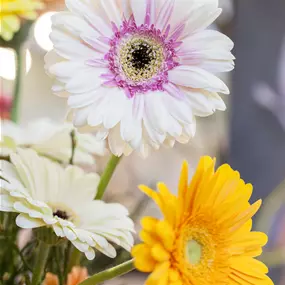 Gerbera Hybride